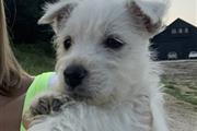 Social West Highland Terrier P