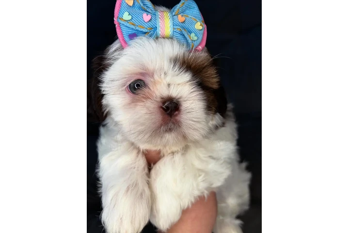 $350 : SHIH TZU TAZA DE TÉ image 3