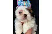 $350 : SHIH TZU TAZA DE TÉ thumbnail