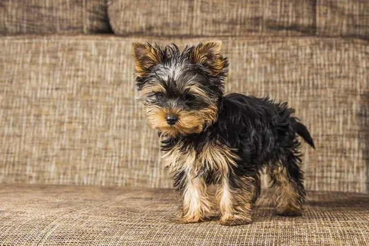 $80 : Yorkie puppy image 1