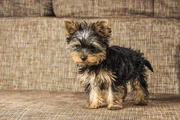 Yorkie puppy en Orlando