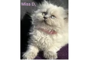 $477 : Adorable British Shorthair Kit thumbnail