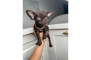 $250 : Chihuahua teacup puppies ❤️ thumbnail