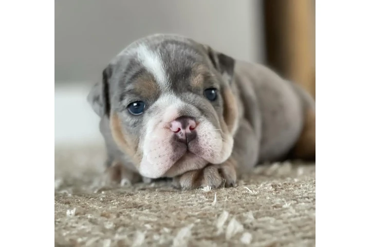 $350 : Cachorros Bulldog Inglés image 3