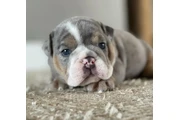 $350 : Cachorros Bulldog Inglés thumbnail