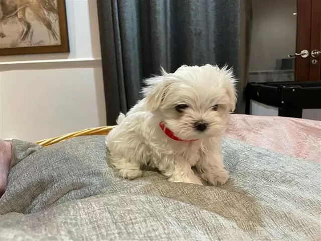 $400 : Maltese puppies image 2
