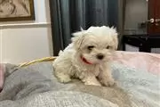 $400 : Maltese puppies thumbnail