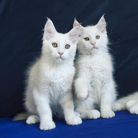 $400 : Maine coon kitten image 2