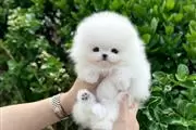 $250 : Pomeranian puppy for sale thumbnail