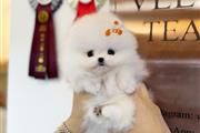 Pomeranian puppies for sale en Orlando