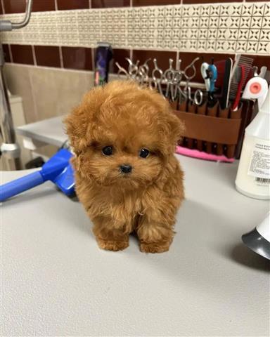 $350 : MALTIPOO EN VENTA image 1