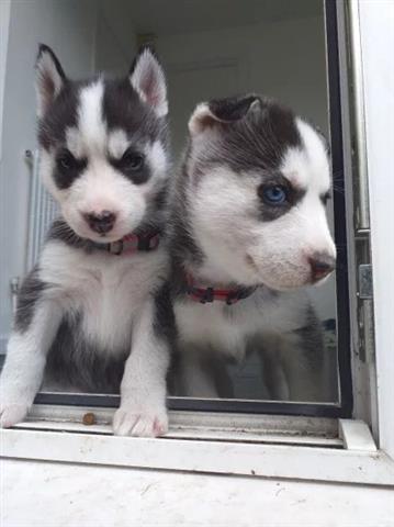 $450 : Cachorros de AKC Siberian Husk image 1