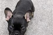 $500 : Cachorro Bulldog Francés AKC thumbnail