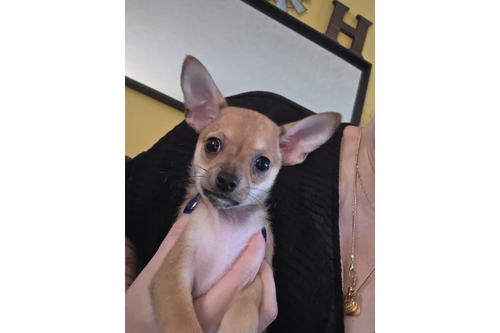 $600 : Chihuahuas image 1