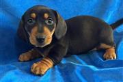 dachshuand puppy ready to sale en Kansas City