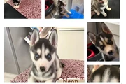 Tengo  huskies macho y hembra en Phoenix
