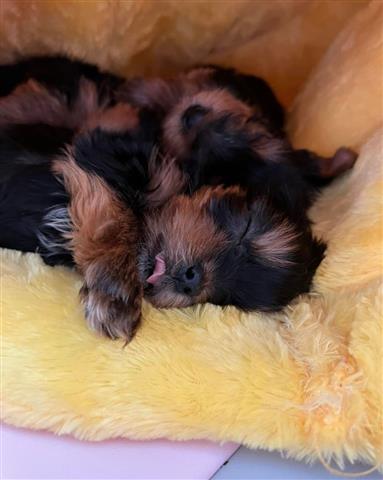 Yorkie puppies for Re-homing image 1