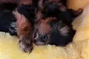 Yorkie puppies for Re-homing en Louisville