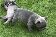 $500 : French bulldog puppies thumbnail