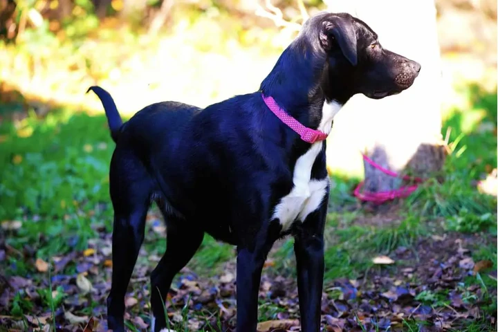 Australian Shepherd/Black Lab image 3