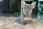 $400 : adorable French Bulldog Puppi thumbnail