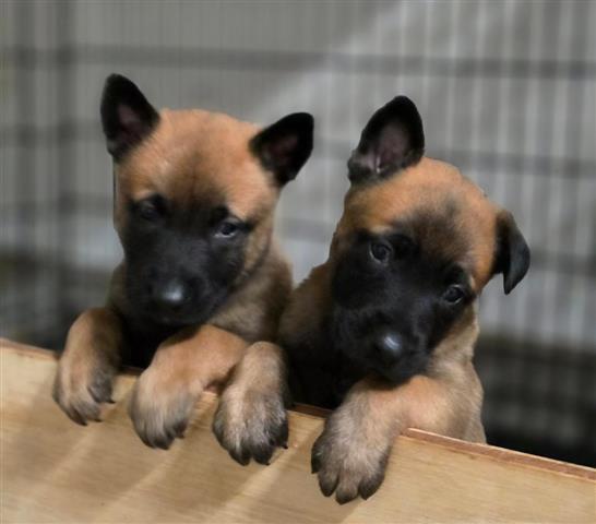 $800 : Belgian Malinois image 2