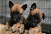 $800 : Belgian Malinois thumbnail