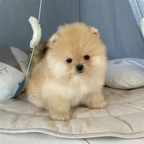 $400 : Pomerania en venta image 1