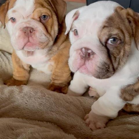 $500 : English Bulldog Puppies Akc image 3