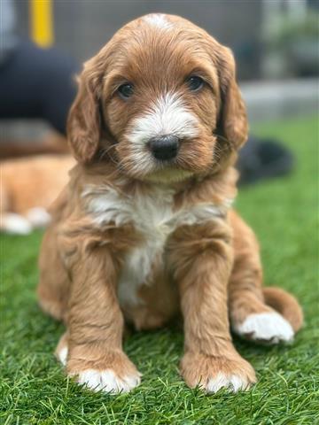 $490 : Australian labrador puppies image 1