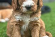 Australian labrador puppies