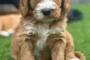 Australian labrador puppies