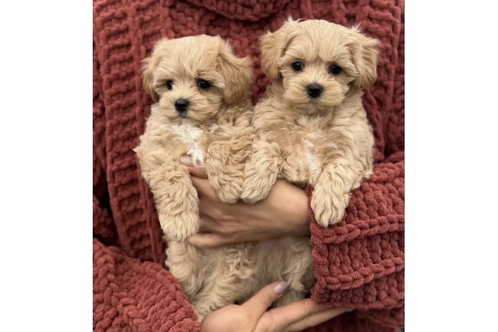 $450 : Two Maltipoo Puppies For Sale image 2