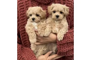 $450 : Two Maltipoo Puppies For Sale thumbnail
