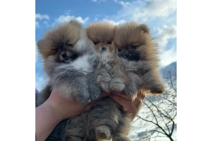 $500 : Lindos Cachorros de Pomerania image 4