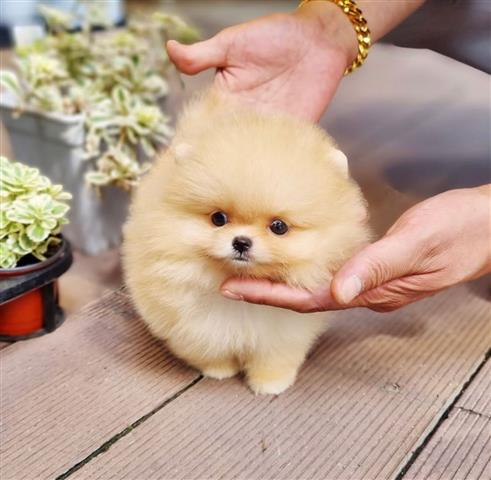 $400 : French bulldog and Pomeranian image 8