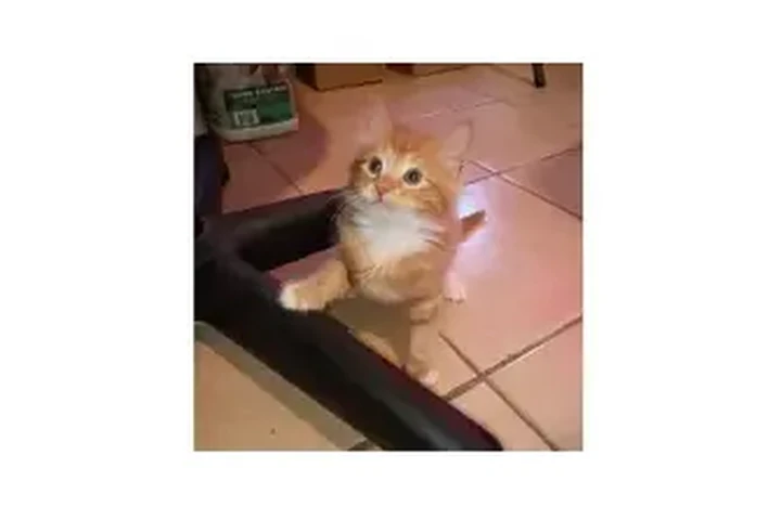 $50 : El gatito feliz. image 1