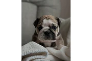 Smart Frenchies puppies Home en Utica