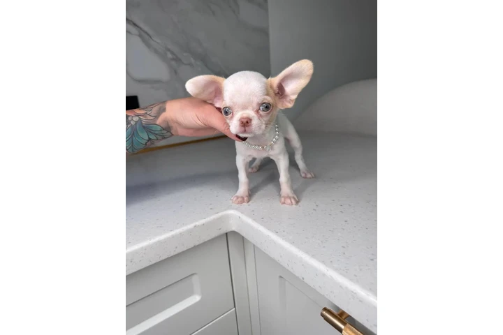 $250 : Teacup Chihuahua puppies image 10