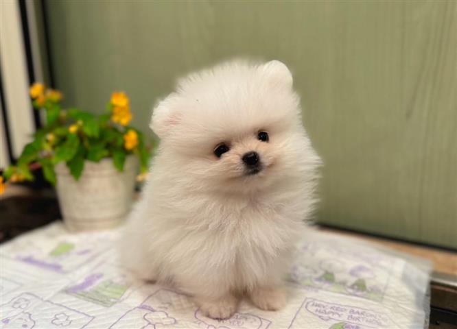 $310 : Cachorro de Pomerania image 2