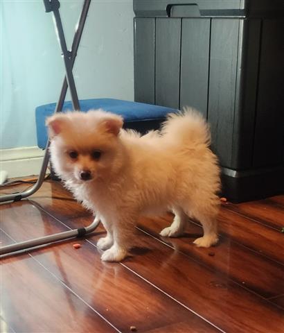 $900 : Pomeranian Perritos image 2