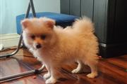 $900 : Pomeranian Perritos thumbnail