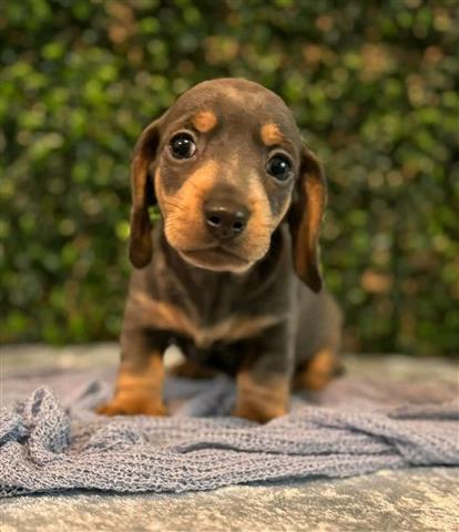 $500 : Adorables cachorros Dachshund image 4