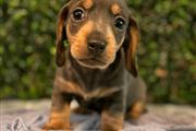 $500 : Adorables cachorros Dachshund thumbnail