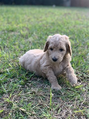 Standard Poodle puppies image 1