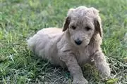 Standard Poodle puppies en McAllen