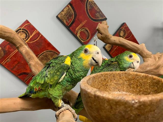 $325 : Reebok parrots image 2