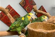 $325 : Reebok parrots thumbnail