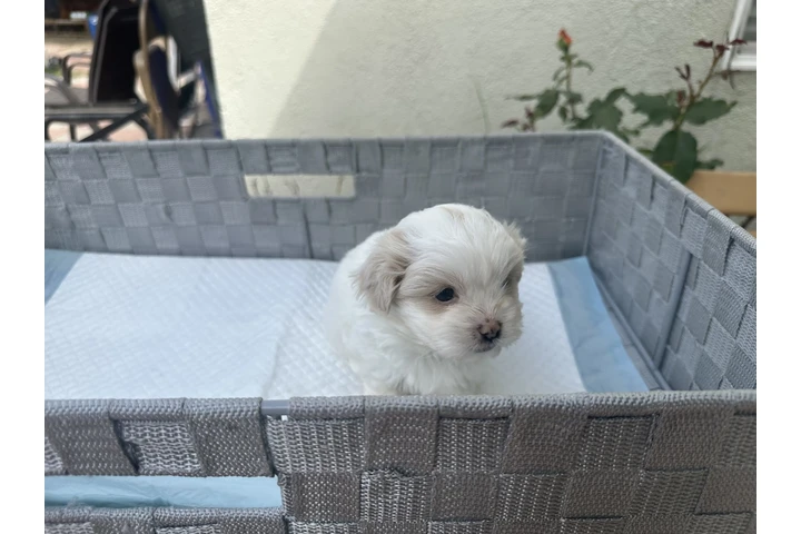 $300 : Maltipoo puppies image 1