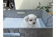 Maltipoo puppies en Los Angeles